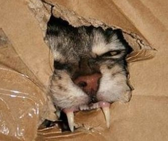 gatosrodinger