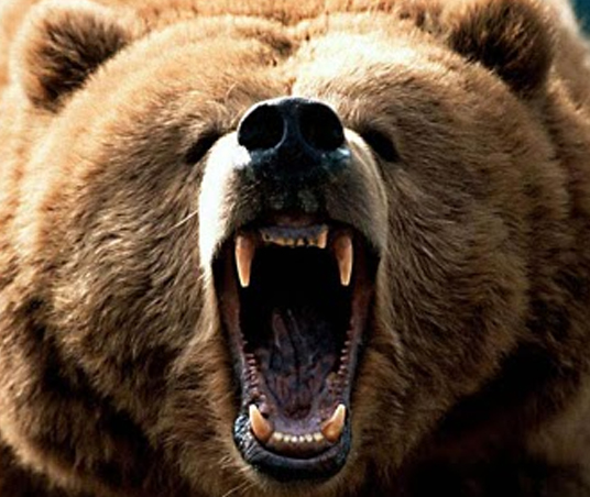 oso