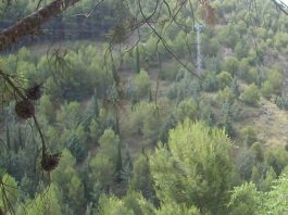 Pinares de Lerín