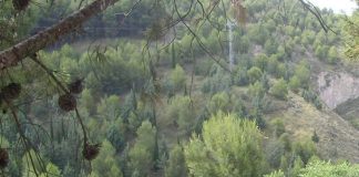 Pinares de Lerín