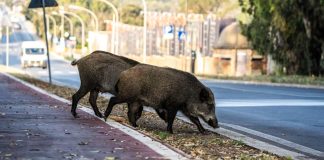 Dos jabalíes irrumpen en la calzada en un entorno urbano.